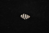 藏品(斑馬峨螺)的圖片